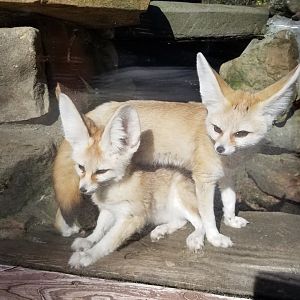 Living Treasures Moraine - Fennec foxes