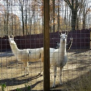 Living Treasures Moraine - Llamas