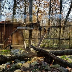 Living Treasures Moraine - "African spotted" Leopard