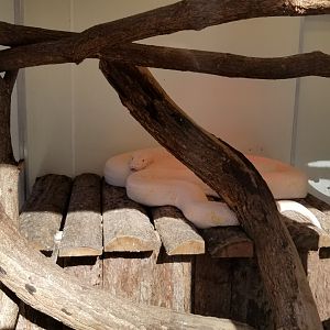 Living Treasures Moraine - Reticulated python