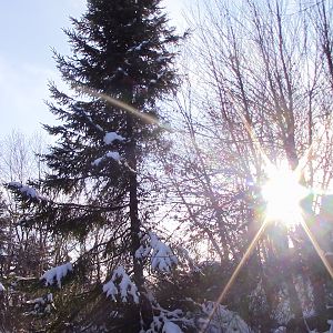 Winter at the Minnesota Zoo-Nov 13