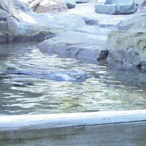 Sea otter-Minnesota Zoo-Nov 13