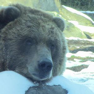 Hello There! Grizzly bear at the Minnesota zoo-Nov 13