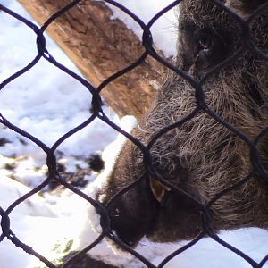The Majestic wild Boar-Minnesota zoo-Nov 13