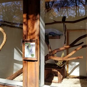 Living Treasures Moraine - Common marmosets