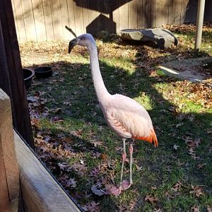 Living Treasures Moraine - Chilean flamingo kept apart from others