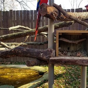 Living Treasures Moraine - Scarlet macaw