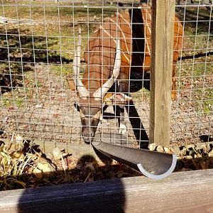 Living Treasures Moraine - Bongo male