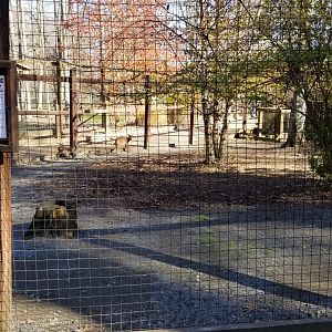 Living Treasures Moraine - Main Reeve's muntjac exhibit