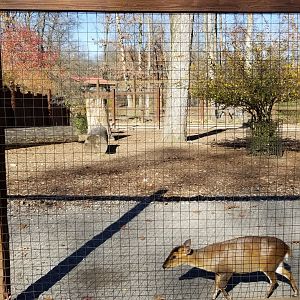 Living Treasures Moraine - Second muntjac exhibit