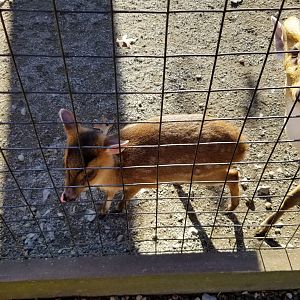 Living Treasures Moraine - Baby muntjac