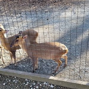 Living Treasures Moraine - Muntjac