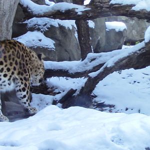 Amur Leopard-Minnesota zoo-Nov 13