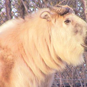 Takin-Minnesota zoo-Nov 13