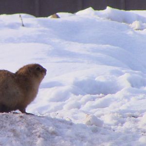 A Black-tailed Prairie dog in the big, big, world of the Minnesota zoo-Nov 13