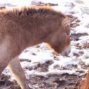 Przewalski's horse foal-Minnesota zoo-Nov 13