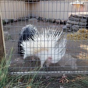 Living Treasures Moraine - African crested porcupines