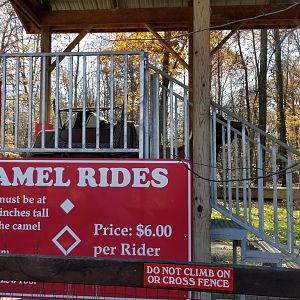 Living Treasures Moraine - Camel rides