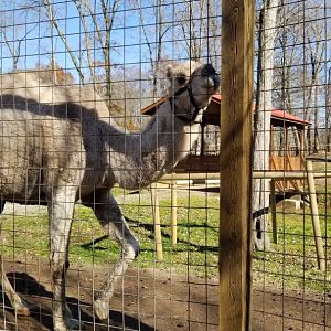 Living Treasures Moraine - Dromedary camel