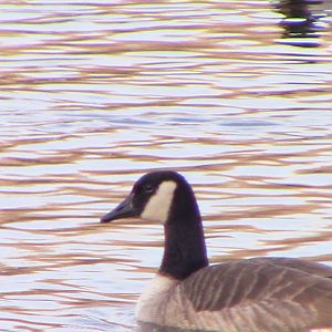 Canada goose-Minnesota zoo-Nov 13