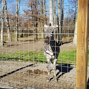 Living Treasures Moraine - Zebra