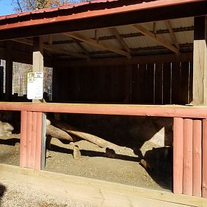 Living Treasures Moraine - Prairie dogs