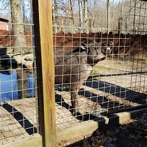 Living Treasures Moraine - Brazilian tapir
