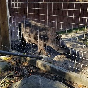 Living Treasures Moraine - Brazilian tapir