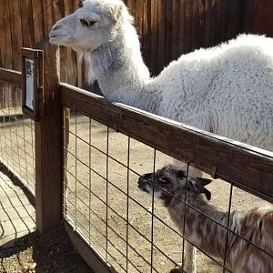 Living Treasures Moraine - Dromedary calf, alpaca