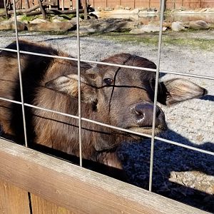 Living Treasures Moraine - Water buffalo calf