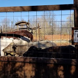 Living Treasures Moraine - Various bovids