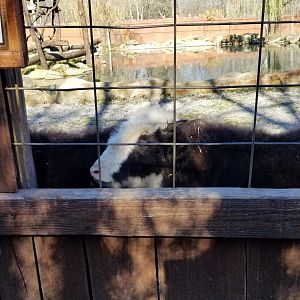 Living Treasures Moraine - Yak calf