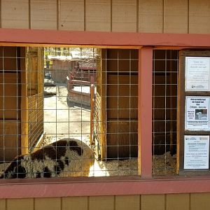 Living Treasures Moraine - Sheep