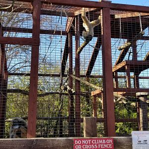 Living Treasures Moraine - Lar gibbons, second exhibit