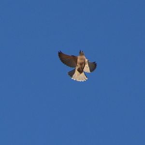 Female masked woodswallow 'fluttering'