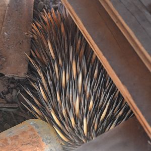 Echidna under old shed floor.