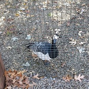 Living Treasures Moraine - Barnacle goose