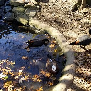 Living Treasures Moraine - Paradise shelducks