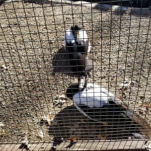 Living Treasures Moraine - Magpie geese