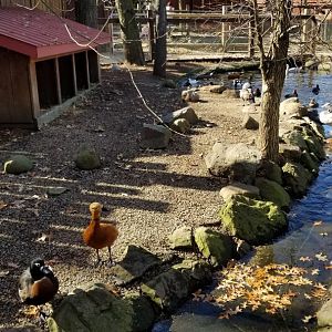 Living Treasures Moraine - Ruddy shelduck, Australian shelduck, others