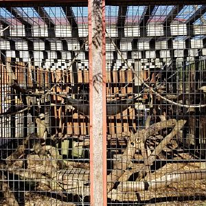 Living Treasures Moraine - Black spider monkey exhibit