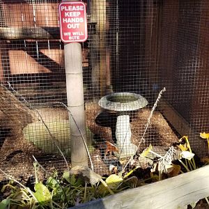 Living Treasures Moraine - Prevost's Squirrels