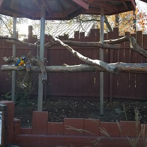 Living Treasures Moraine - Blue and gold macaw