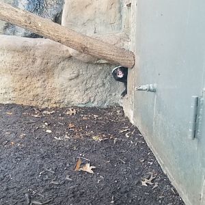 Living Treasures Moraine - Honey Badger