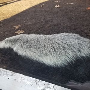 Living Treasures Moraine - Honey badger