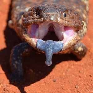Shingleback.