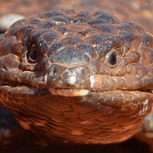 Shingleback.
