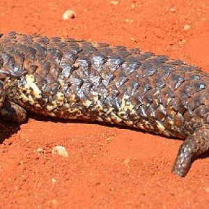 Shingleback.