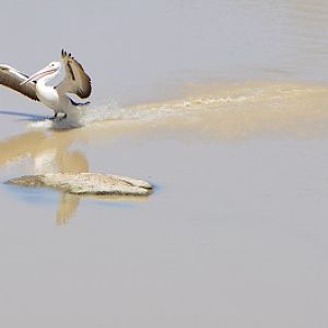 Aust. pelican landing on inland river.