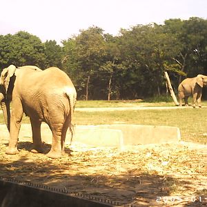 Elephants "Dandara" and "Jamba" (2005) - Belo Horizonte zoo